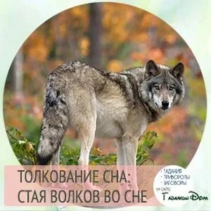 К чему снятся волки во сне для женщины. К чему снятся волки во сне для женщины. К чему снятся волки. Когда снятся волки к чему. Видеть белого волка во сне.