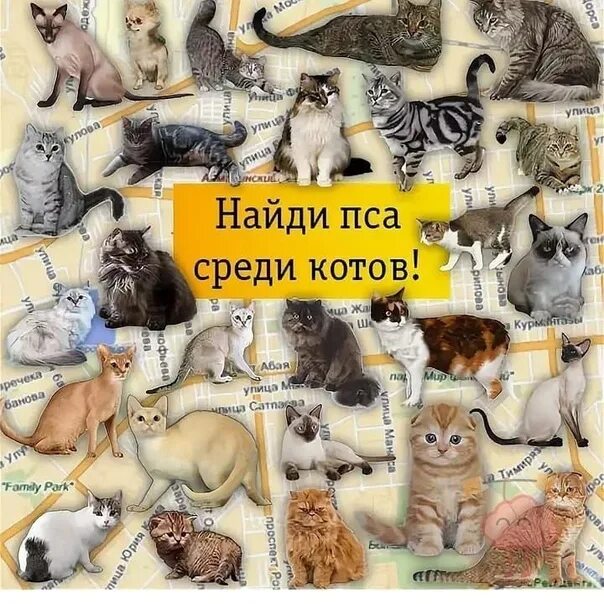 Кот б ответы. Найди среди котов. Найди кошку среди собак. Найдите собаку среди котов. Ищем котика на картинке.