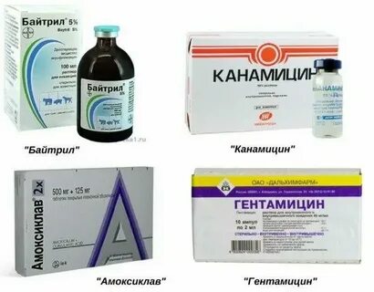 Можно ли котятам давать антибиотики