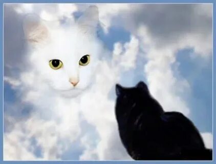 Кошка белое небо
