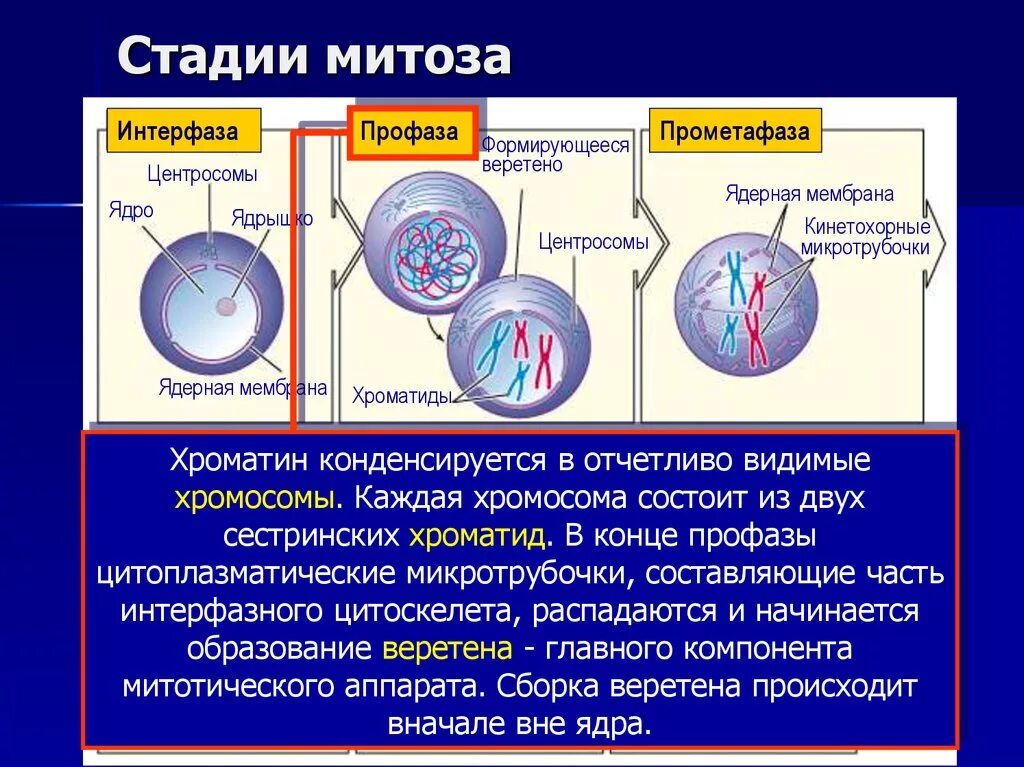 Прометафаза. Этапы интерфазы митоза. Процессы происходящие с ядрышком в прометафазе. Митоз интерфаза профаза. Митоз фазы кратко