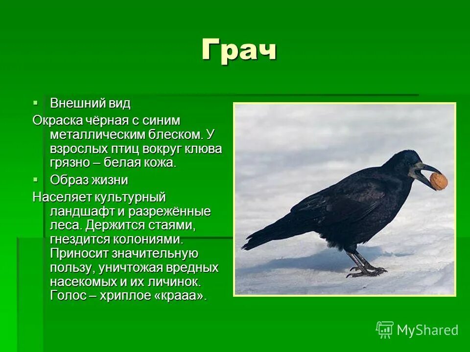 Внешний вид Грача. Строение Грача. Грач описание. Строение клюва Грача.