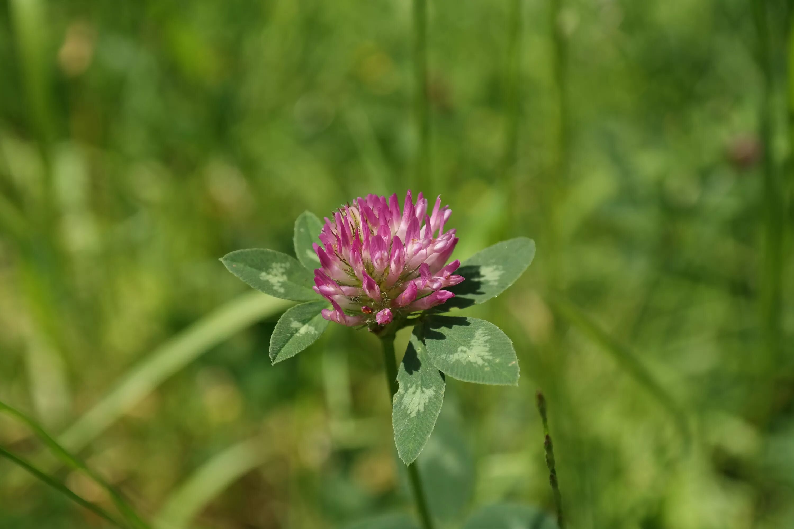 Кашка Клевер Луговой. Клевер Луговой Trifólium praténse. Клевер красный (Trifolium Rubens). Растения Луга Клевер Луговой. Клевер луговой небольшое растение обычно его