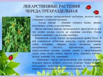 Презентация растения нашего края