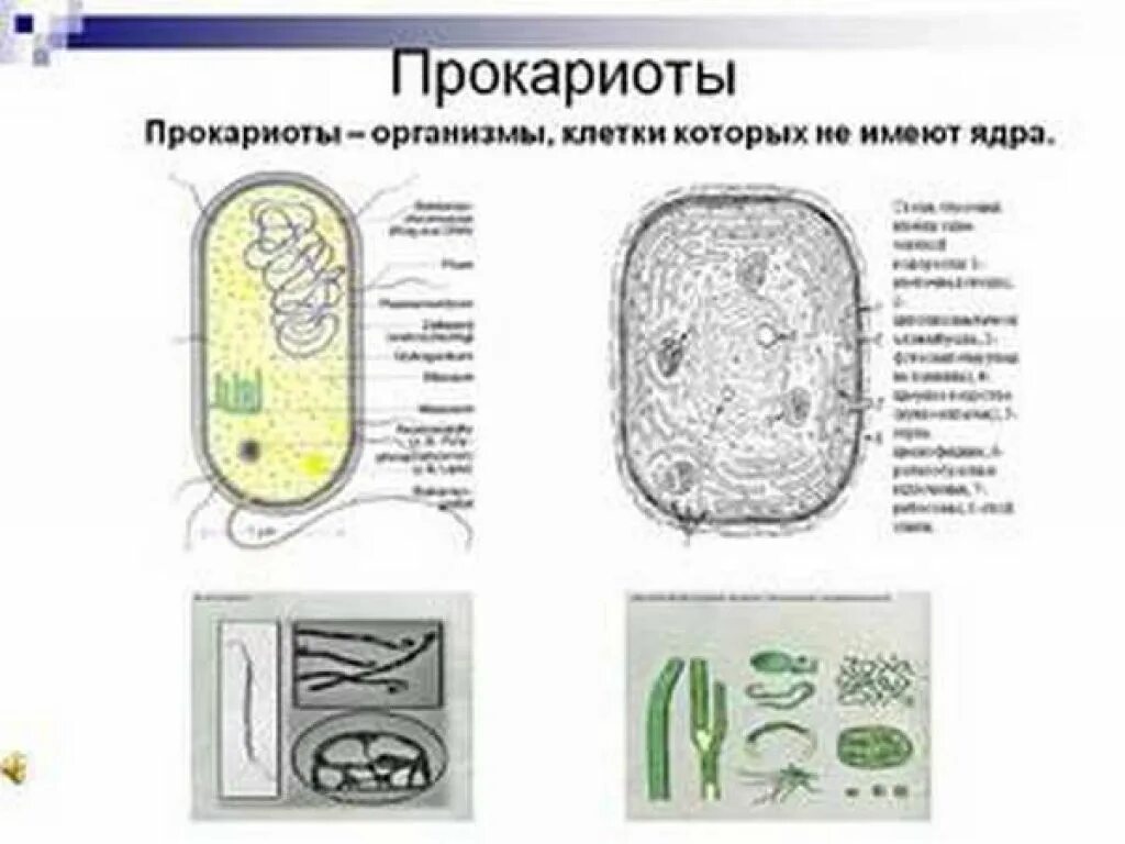 Прокариотами называются