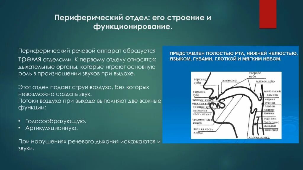 Отделы речевого аппарата. Периферический речевой аппарат. Строение речевого аппарата. Периферический отдел речевого аппарата. Чем представлен периферический отдел