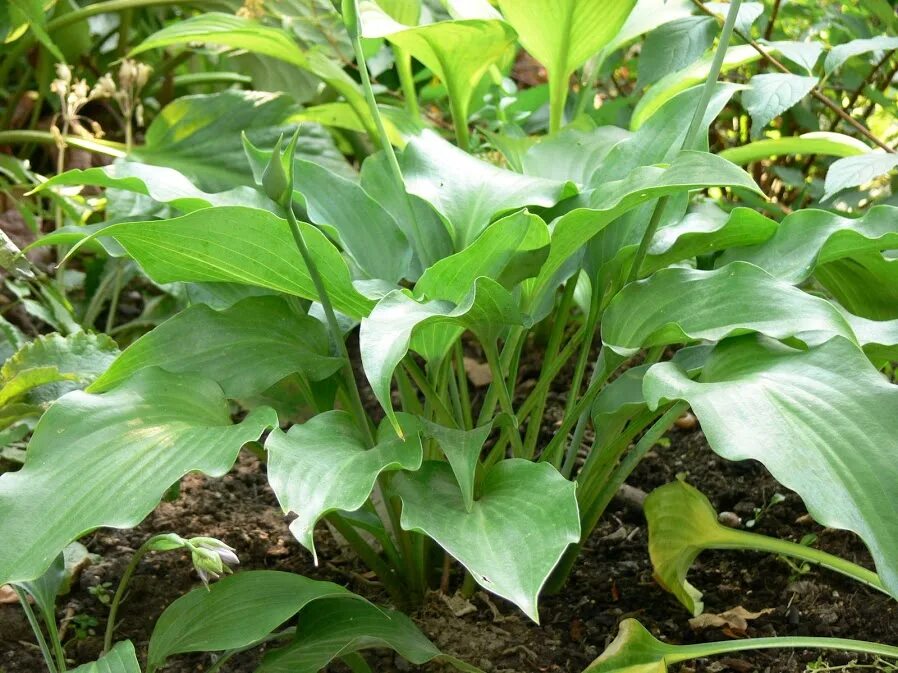 хост форума. хост форума. хоста гибридная (сорт 'prairie sky'). хоста рино хайд. хоста прямолистная хионеа.