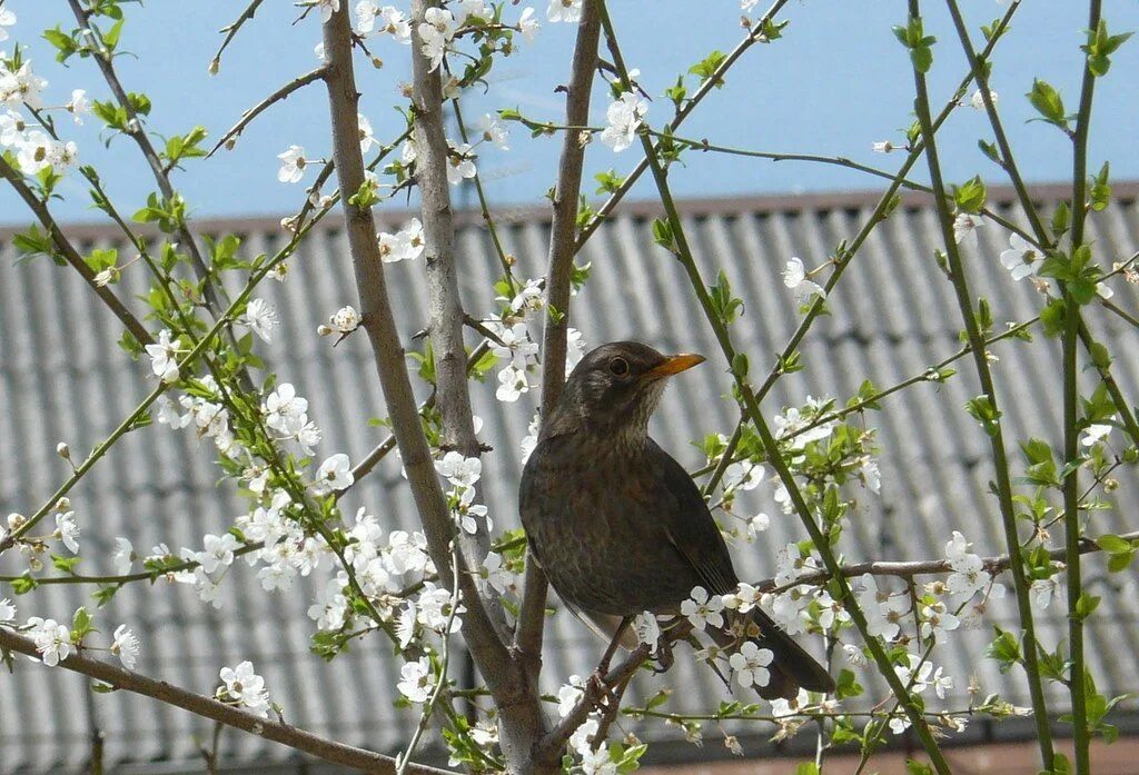 птицы прилетающие весной
