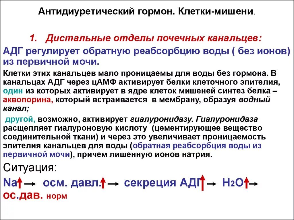 Повышенный натрий вода. Клетки-мишени к антидиуретическому гормону. Антидиуретический гормон рецепторы. Антидиуретический гормон вазопрессин. Антидиуретического гормона АДГ это и вазопрессин.