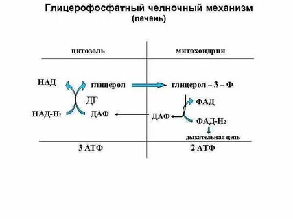 Челночный механизм