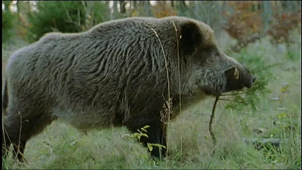 Common animal. Giant Forest Hog.