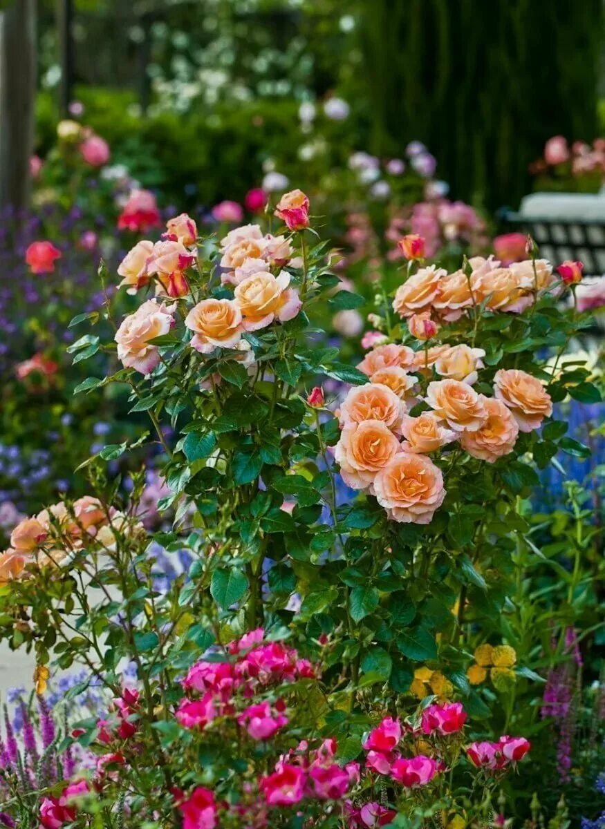 Лучшие розы для сада. Розы флорибунда бьютифул Гарден.