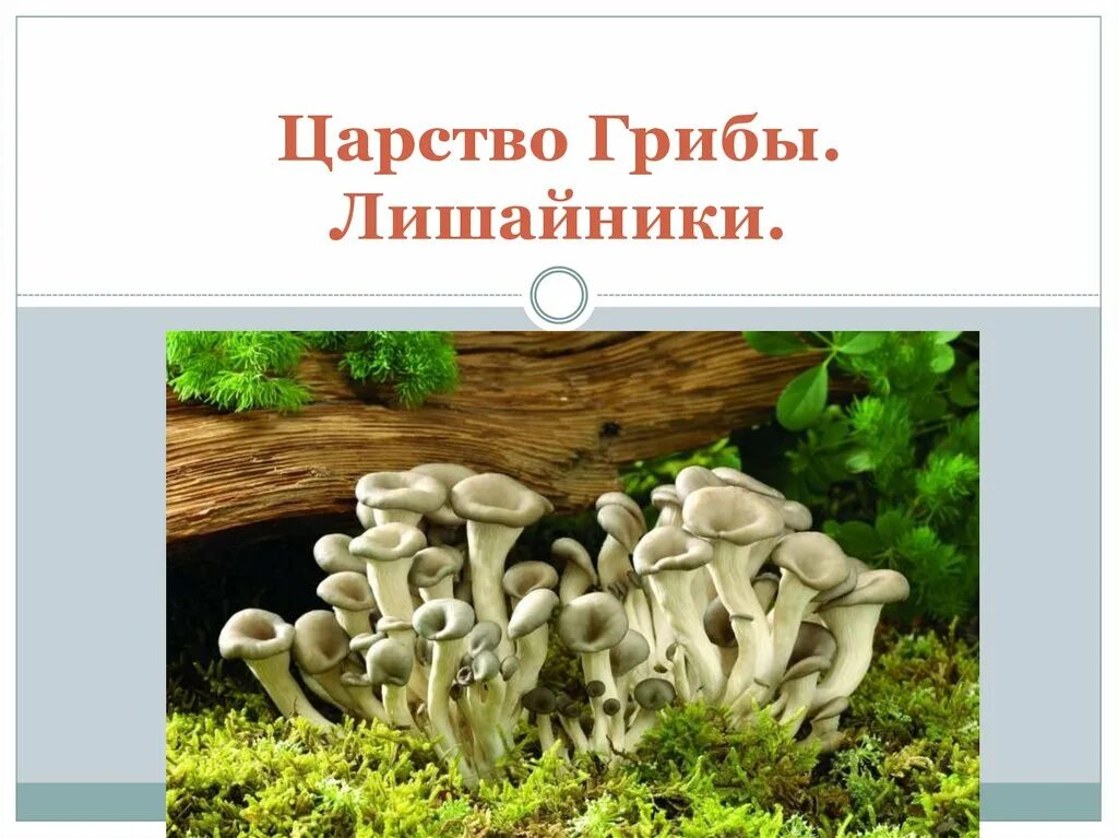 Почему лишайники грибы. Царство грибов и лишайников 9 класс. Царство грибов и лишайники 9 класс биология. Царство грибы лишайники. Царство грибов царство лишайников.