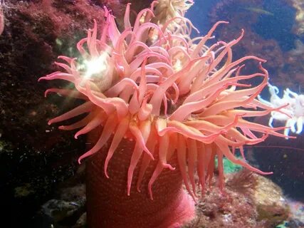 Pink New England Aquarium, Under The Ocean, Sea Anemone, Colorful Animals, ...