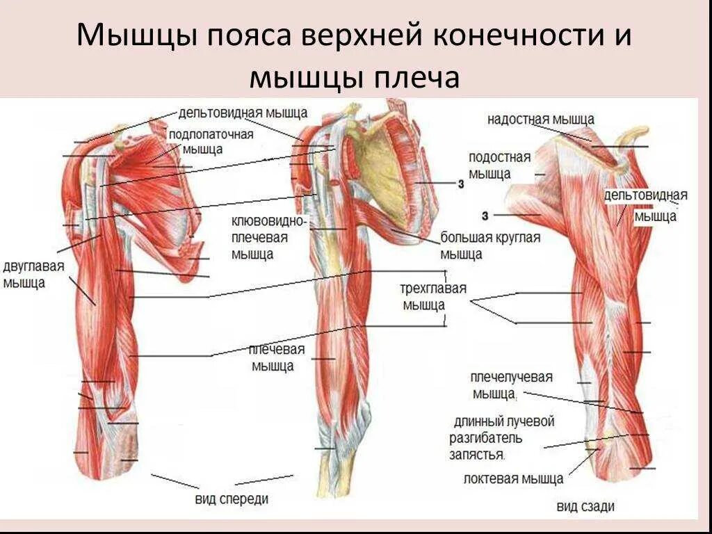 Мышцы верхней конечности анатомия строение. Мышцы свободной верхней конечности анатомия строение. Мышцы плечевого пояса и свободной верхней конечности. Мышцы абдукторы верхних конечностей.