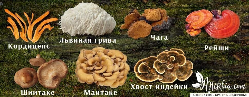 Солгар грибы рейши. Гриб рейши. Рейши шиитаке и мейтаке. Лечение грибами фунготерапия. Фунготерапия ( целебные грибы) ампулы.