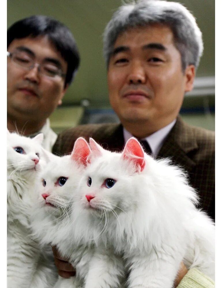 собаки повседневность. в китае клонируют домашних животных. клонирование в китае. медицинское клонирование. клонирование в китае.