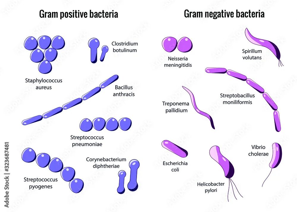 Грамм плюс грамм минус. Gram positive and gram negative bacteria. Грамположительные бактерии грамположительные бактерии. Грамм положительные бактерии и грамм отрицательные бактерии. Грамположительные кокки и грамотрицательные палочки.