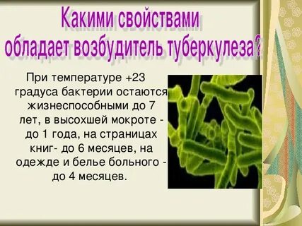 Микобактерии туберкулеза обладают