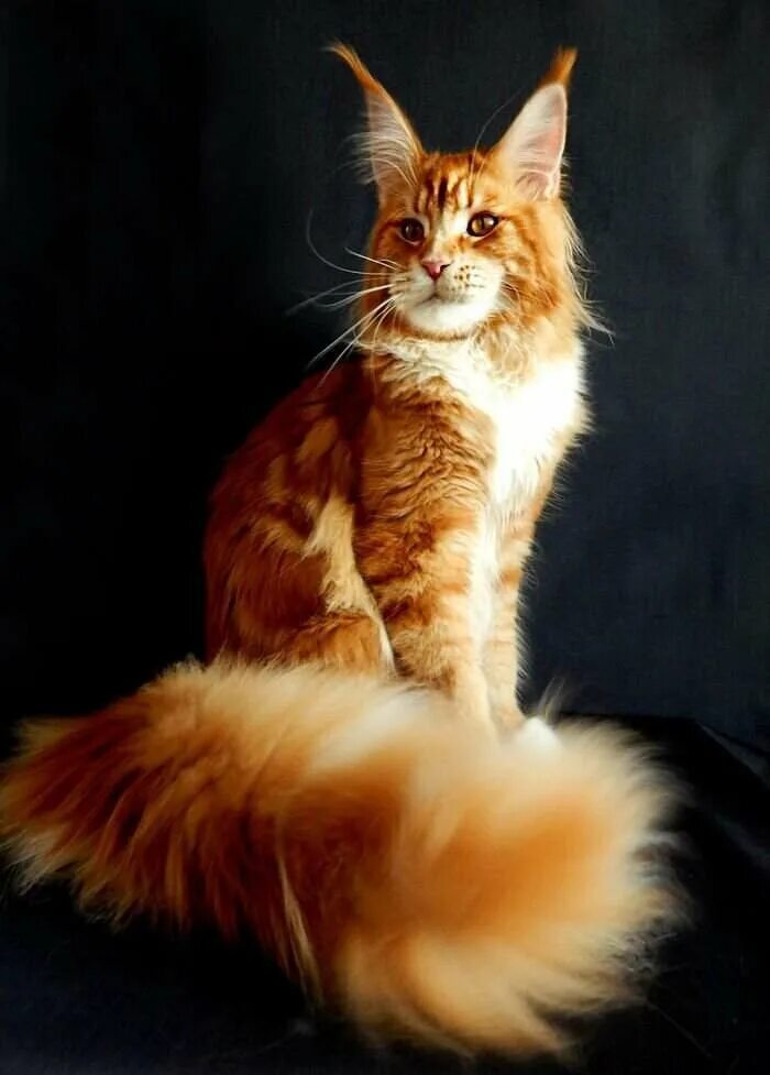 Как выбрать мейн-куна? - Pet-Mir.ru