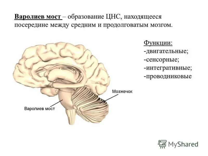 Функции моста варолия. Варолиев мост мозг строение и функции. строение головного мозга варолиев мост. варолиев мост строение. отделы головного мозга варолиев мост.