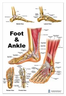 Ankle feet