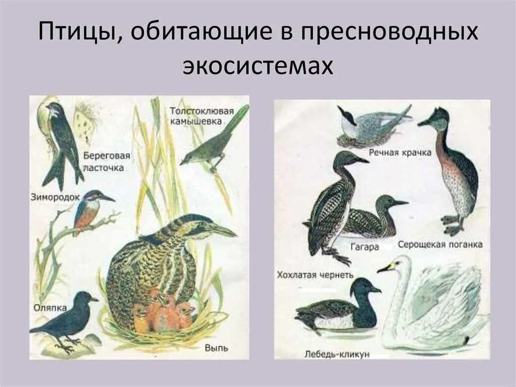 Многообразие птиц. Птицы и экосистема. Экологические группы птиц. Наземные птицы. Роль птиц в экосистеме