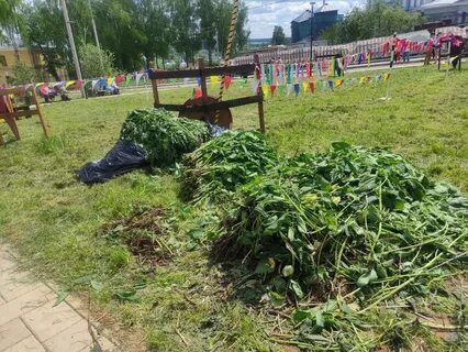 Фестиваль крапивы 2024