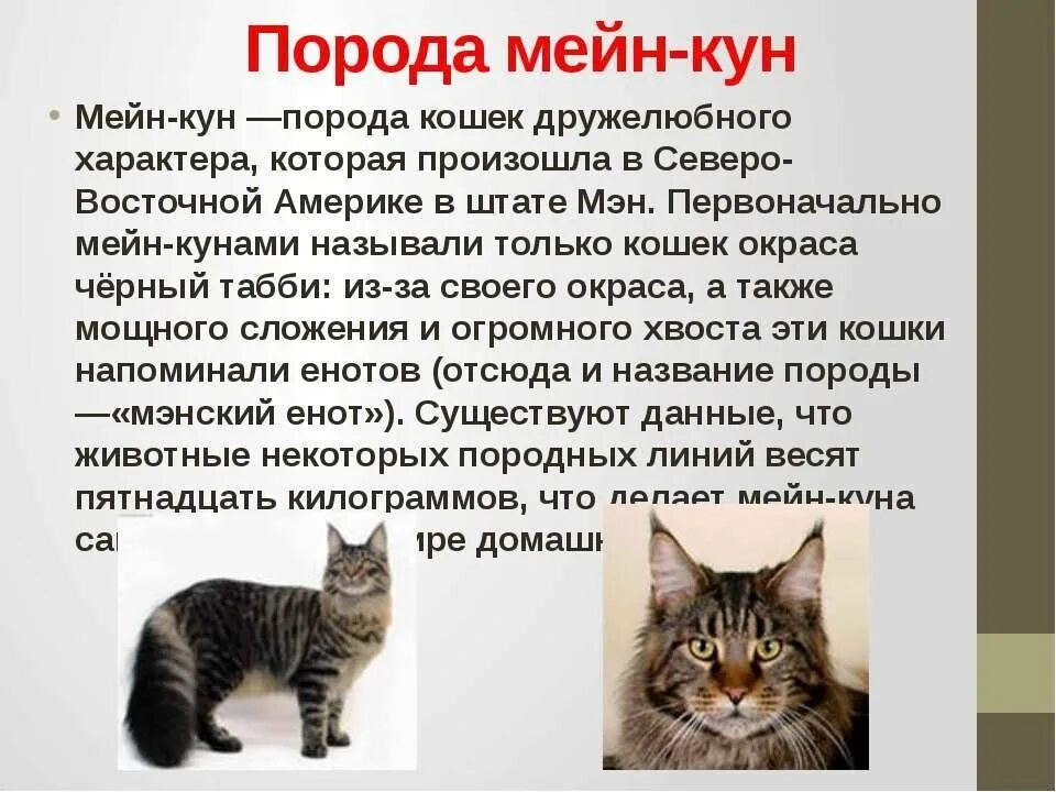 Кличка кота мейн. Кошка Мейн кун. Порода Мейн описание кун описание. Мейн-кун описание породы. Мейн-кун кошка описание породы и характера.