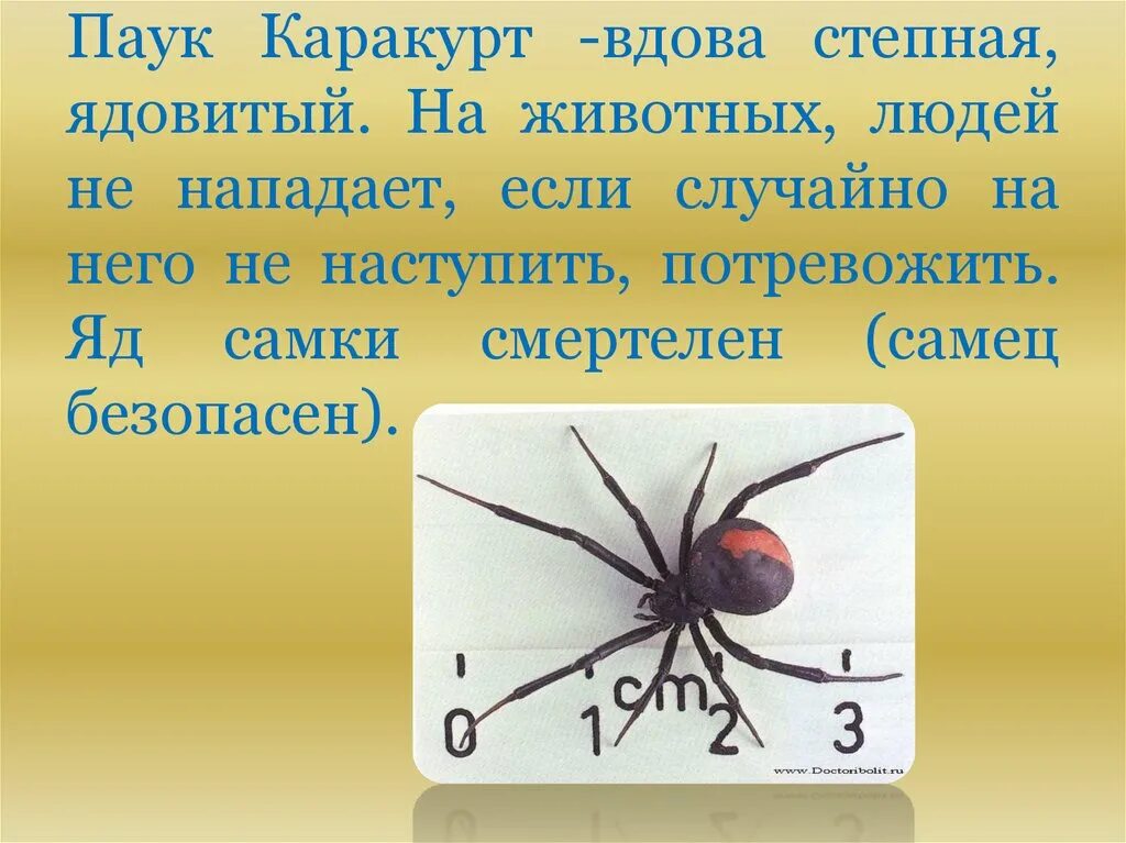 Вдова краткое содержание. Паук черная вдова Каракурт. Паук Каракурт он ядовитый. Каракурт рассказ. Класс паукообразные паук чёрная вдова.