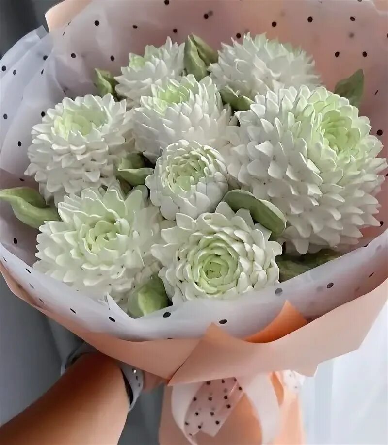 Хризантема зефирка. Хризантема зефирка