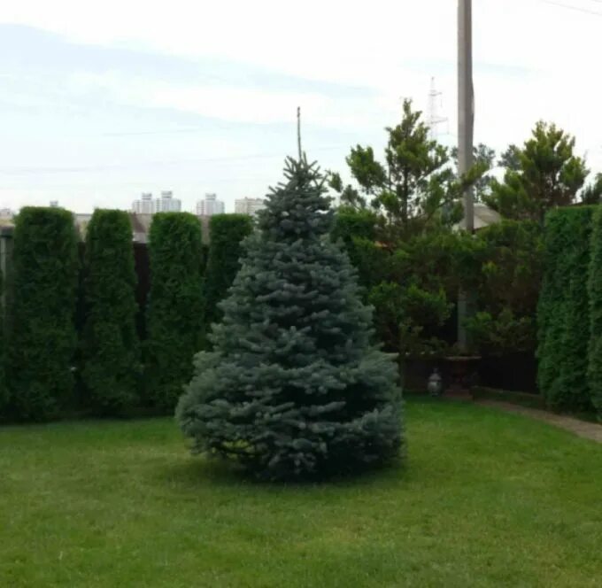 Ель обыкновенная формировка. Голубая ель срезанная. Ель обыкновенная формировка. Ель колючая ниваки. Сформировать ель.