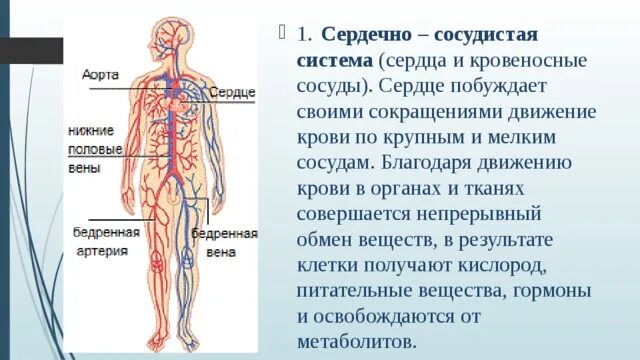Сосудистая система человека образована сосудами трех. Кровеносная система человека. Кровеносная система человека анатомия. Строение кровеносной системы человека. Кровеносная система человека схема.