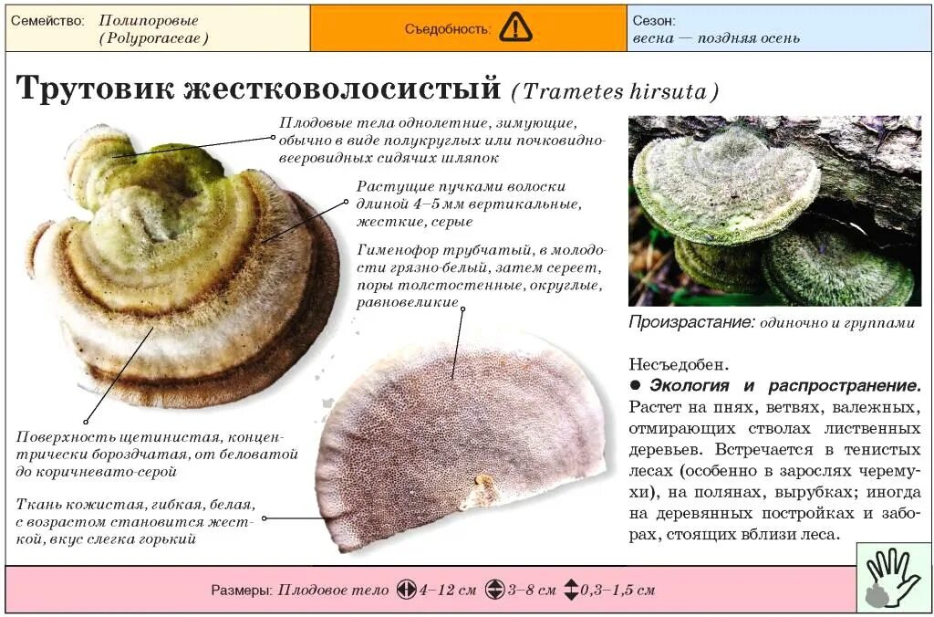 Трутовик бактерия. Гименофор трутовика. Трутовик окаймленный шляпка. Грибы трутовики пластинчатые съедобные. Строение гриба трутовика.