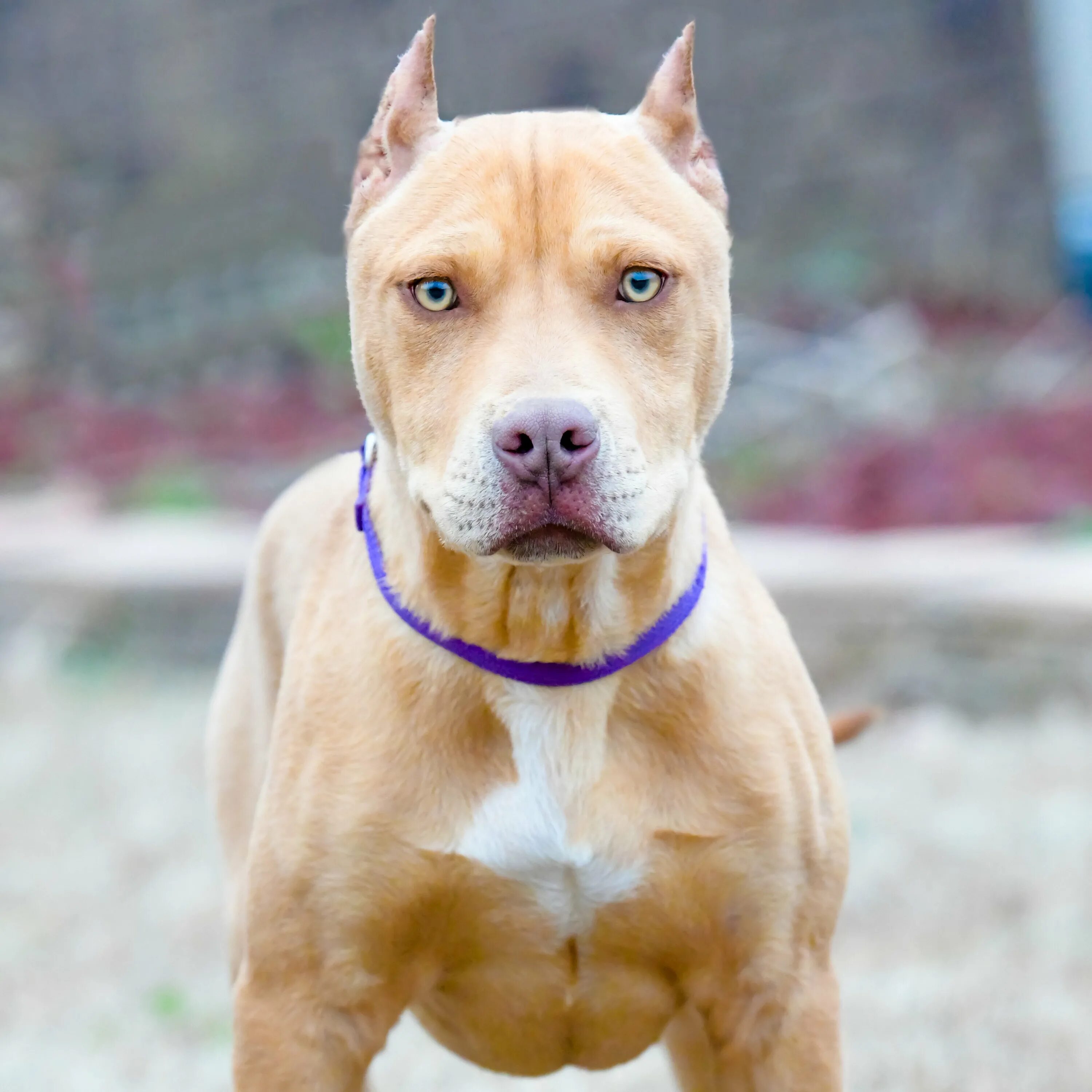 Питбуль цвета. Американский стаффордширский терьер серый. Палевый стаффордширский терьер. Прайтер и стаффордширский терьер. Стаффордширский бультерьер голубой.