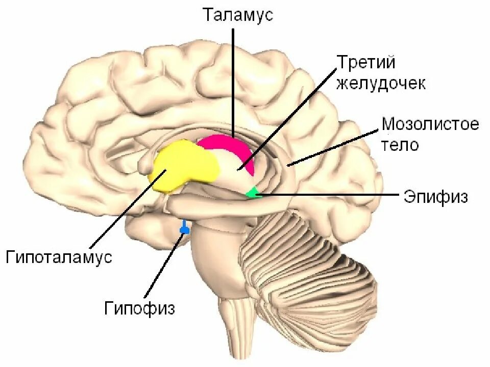 Таламус и гипоталамус какой отдел мозга. Промежуточный мозг анатомия гипоталамус. Строение мозга человека таламус. Промежуточный мозг таламус гипоталамус. Промежуточный мозг таламус строение.