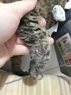 Может ли быть аллергия на кота