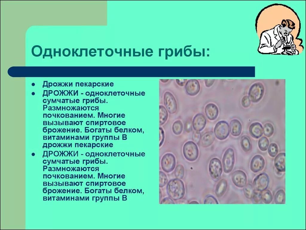 Признаки одноклеточных грибов. Одноклеточные грибы. Дрожжи одноклеточные грибы. Сумчатые грибы одноклеточные. Одноклеточные груби группа дрожжи пекарские.