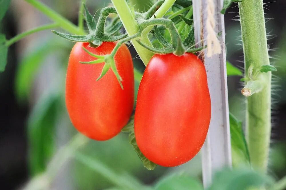 Томат челнок. Семена томат челнок. Сорт томатов челнок.