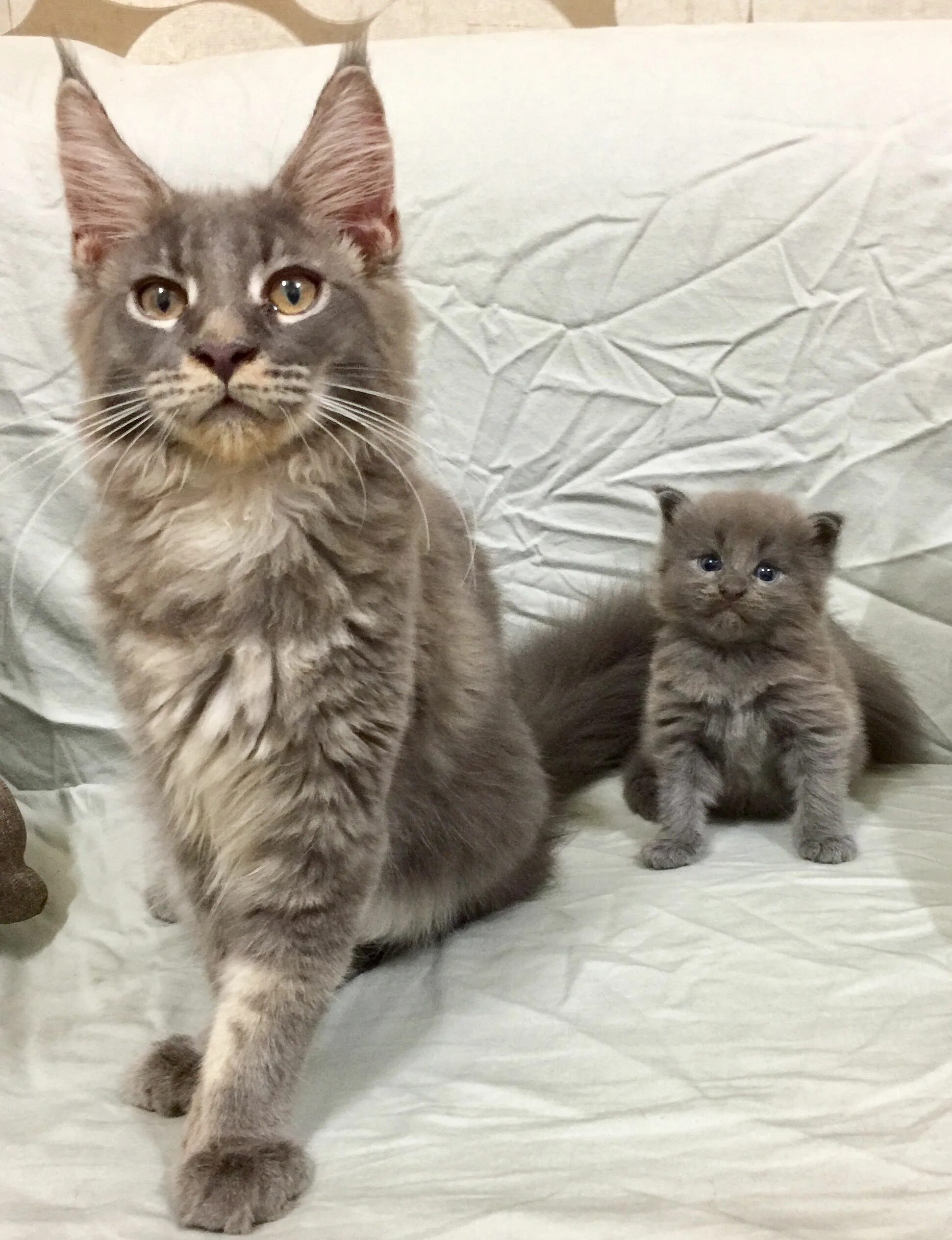 Маленький котенок большой кошка