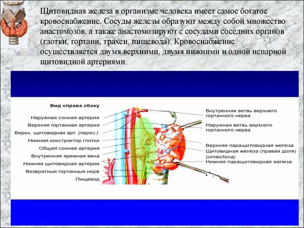 Щитовидная железа кровоснабжение и иннервация. Сосуды щитовидной железы. Щитовидная железа кровоснабжается:. Артерии щитовидной железы