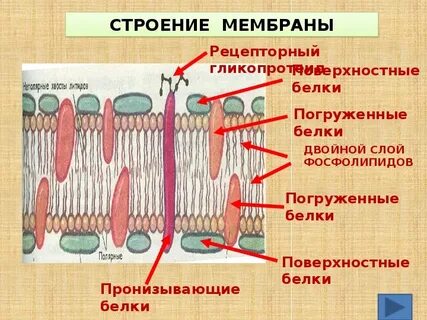 Поверхностный белок