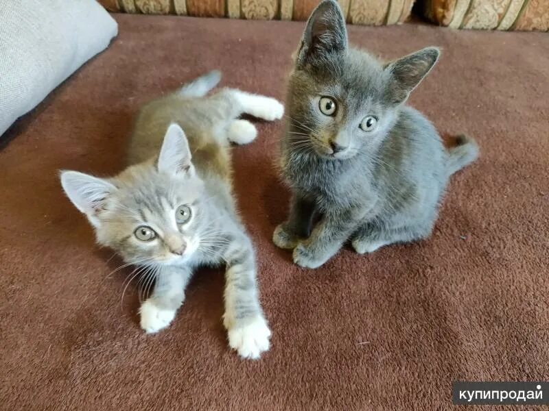 Отдам котят нея. Отдам котят нея