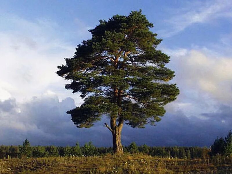 Кедр фото дерева