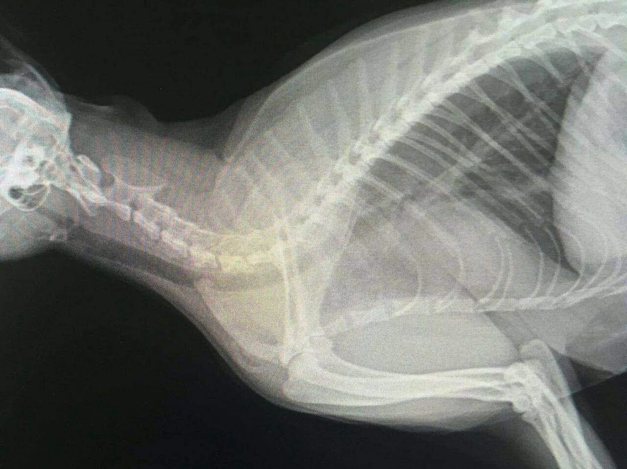 Пищевод кошки. Коллапс трахеи рентген. Отек легких у собаки рентген. Рентген беременность собаки.