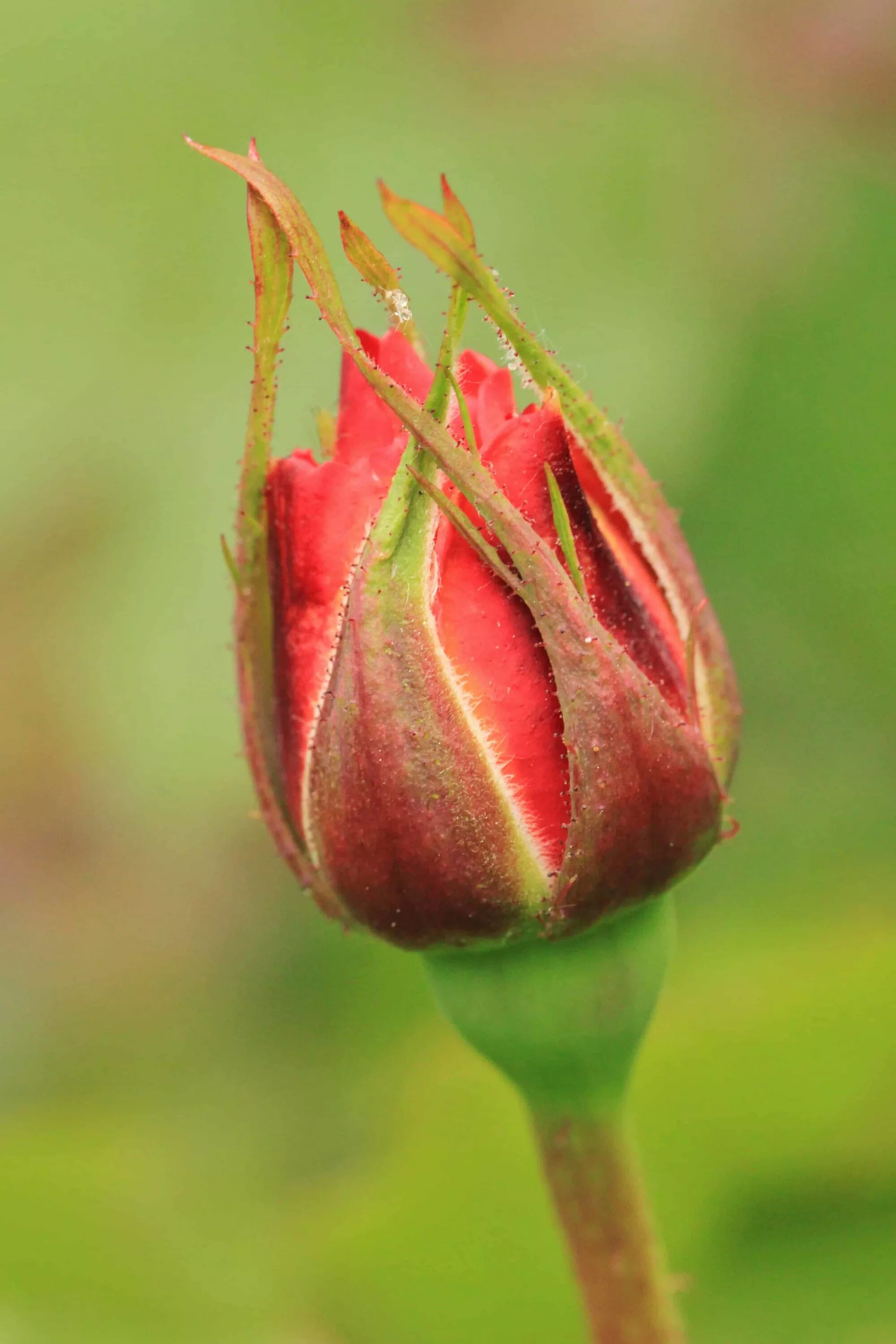 Красные бутоны похожие. Нераскрывшийся бутон розовой розы. Flowering Bud / Цветущий бутон.