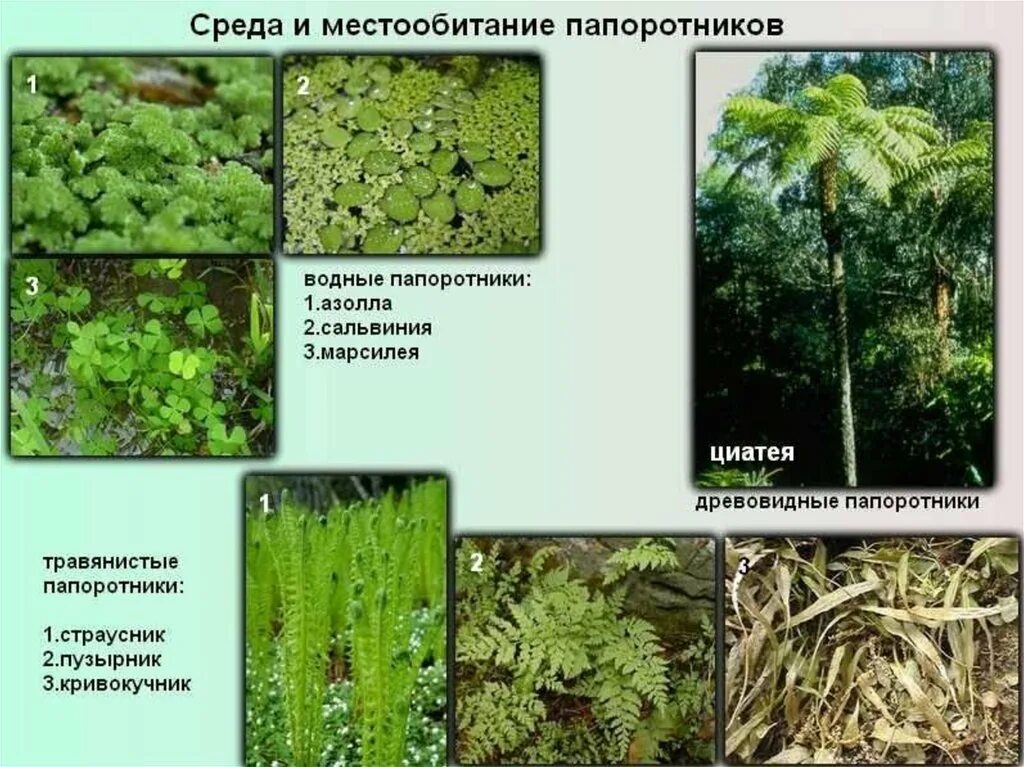 Папоротниковые представители. Представители папоротников 5 класс биология. Среда обитания папоротников. Папоротникообразные растения. Список наземных растений