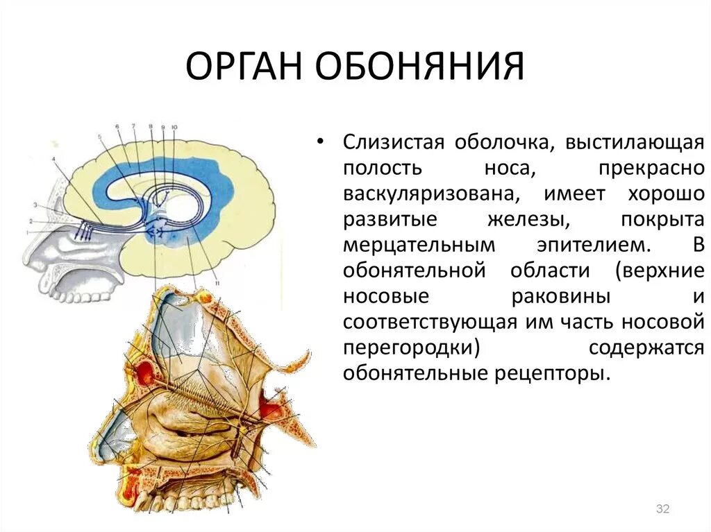 Строение органа обоняния. Особенности строения органа обоняния. Обонятельные органы человека. Орган обоняния строение и функции. Обоняние кратко