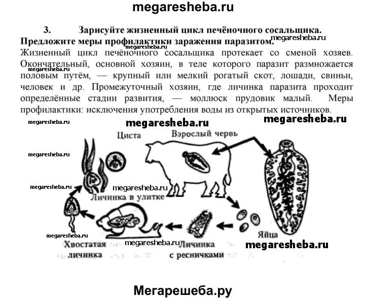 Установите правильную последовательность развития печеночного сосальщика. Цикл печеночного сосальщика егэ. жизненный цикл печеночного сосальщика и цепня. цикл развития печеночного сосальщика 7 класс биология. цикл развития печеночного сосальщика схема 11 класс.