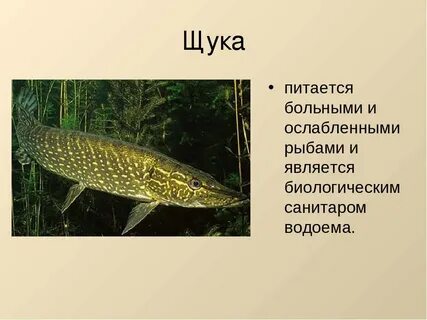 Где обитает щука